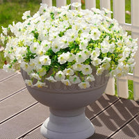 🌺6 Bundles of White