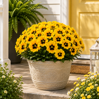 💛 Yellow（5 Bunches）