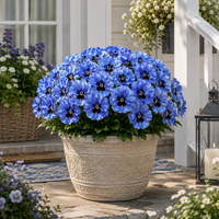 💙 Blue（5 Bunches）