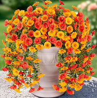 Yellow|+Orange